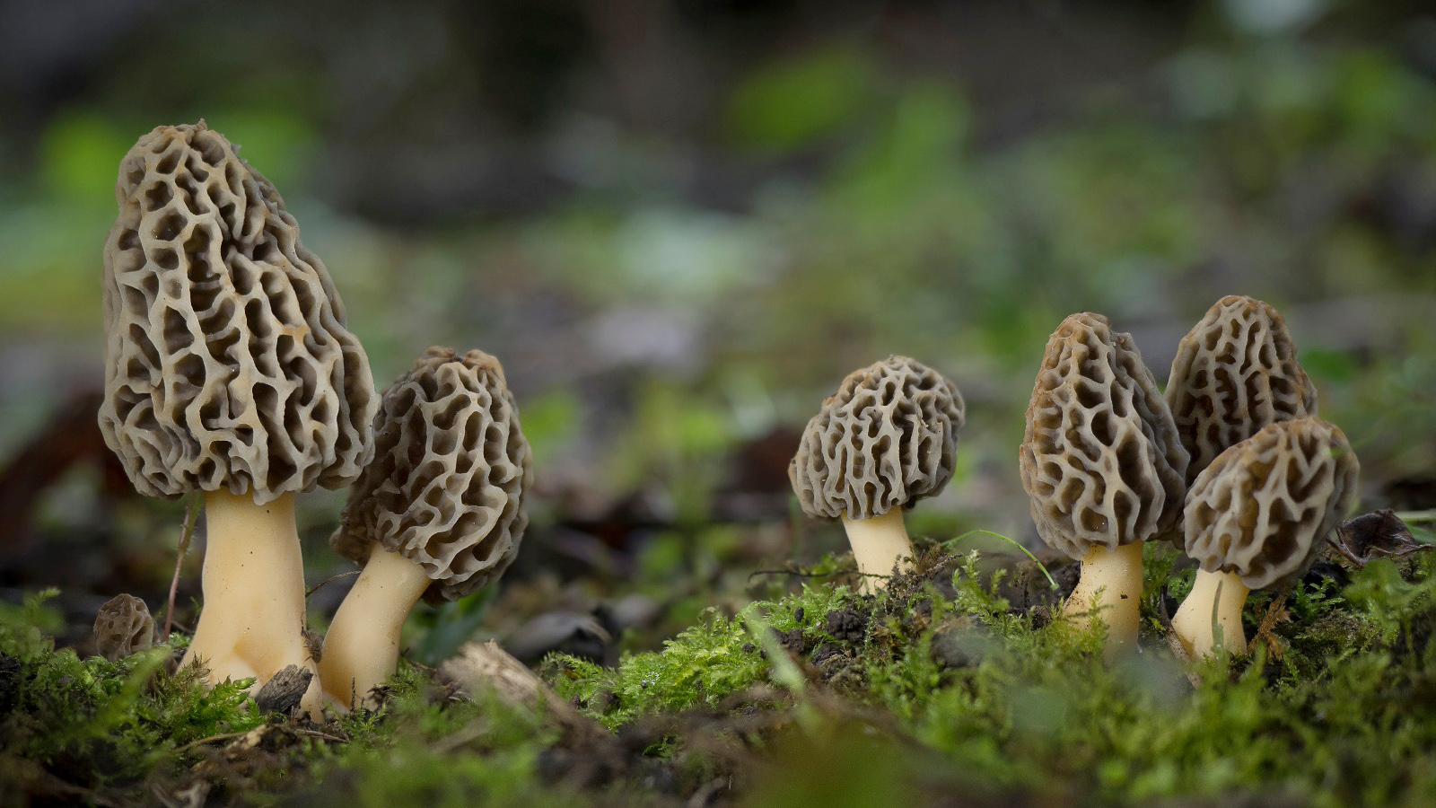 Morilles d'exception